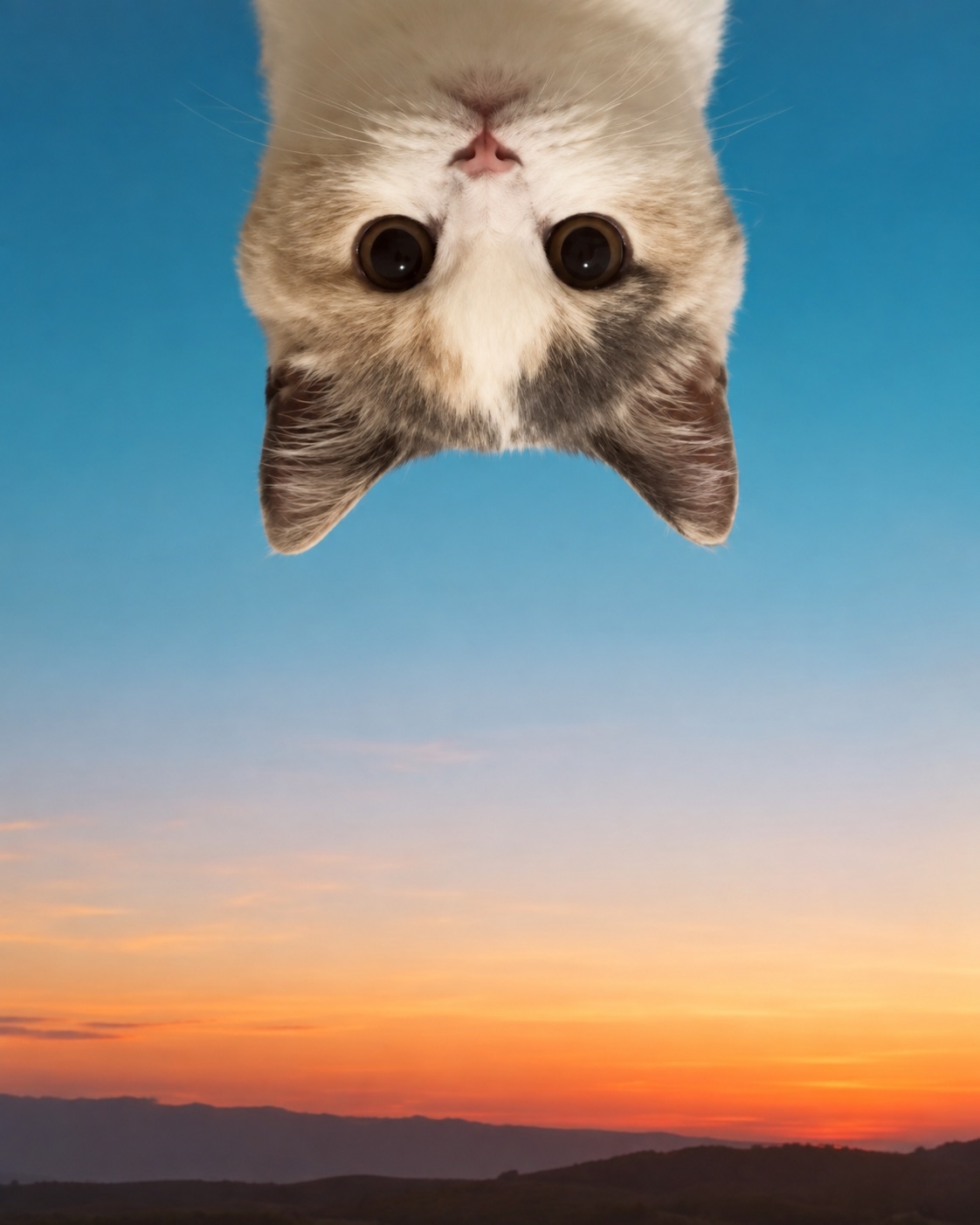 Upside Down Cat at sunset