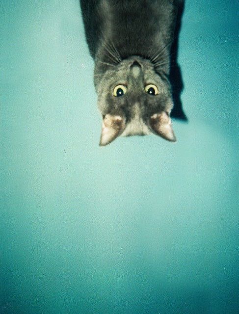 Classic upside down cat
